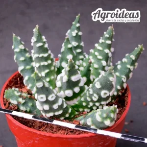 Haworthia pumila "Donuts"