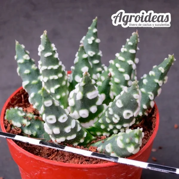 Haworthia pumila "Donuts"