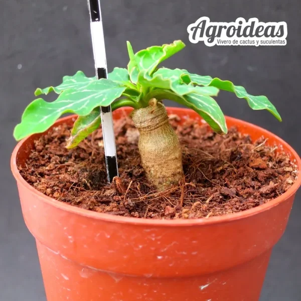 Euphorbia spannringii "Fish bone" - Imagen 2