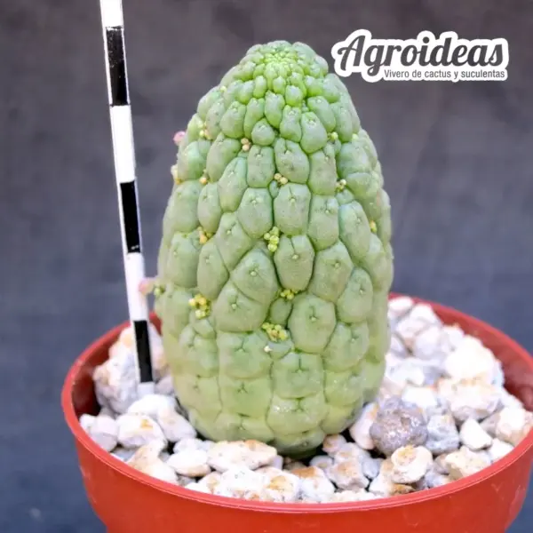 Larryleachia perlata - Imagen 2