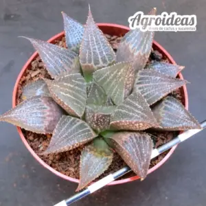 Haworthia "Estelle"