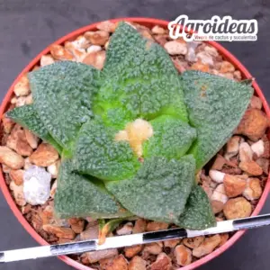 Ariocarpus lloydi