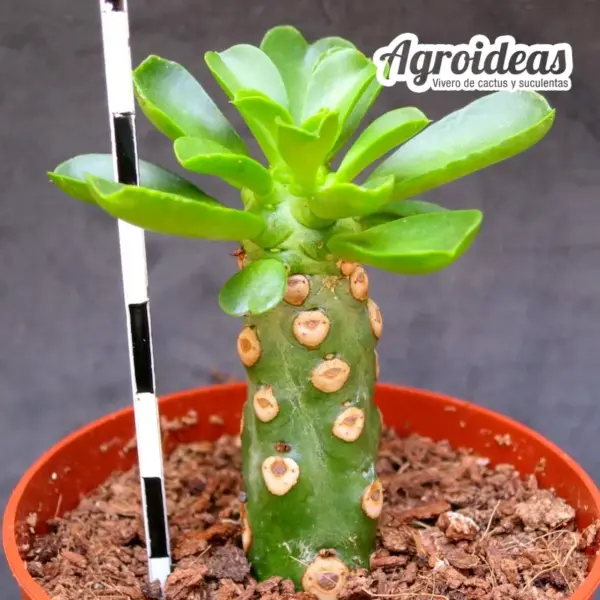 Euphorbia royleana "fr. inermis"
