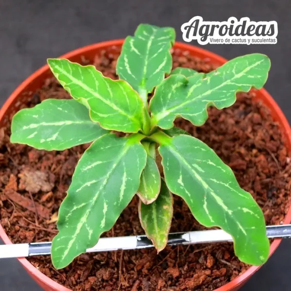 Euphorbia spannringii "Fish bone" - Imagen 3