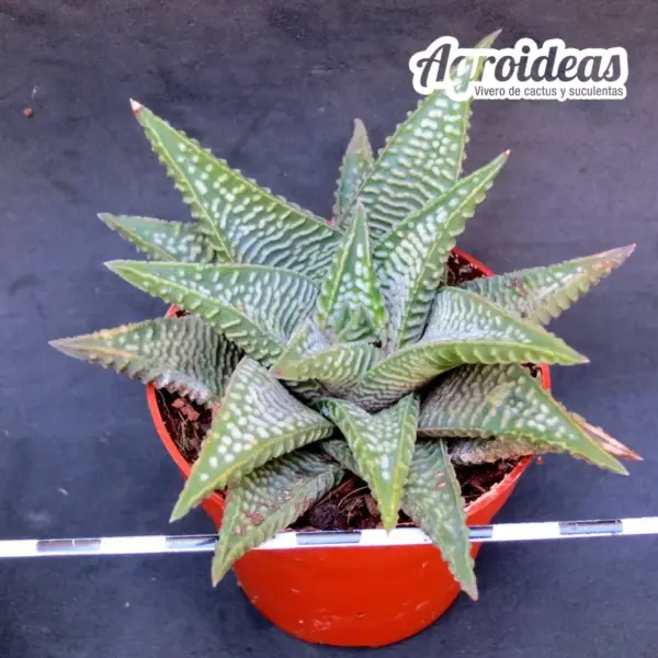 Haworthia striata X koelmaniorum - Imagen 2