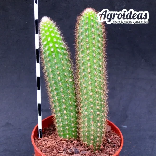 Hildewintera "Humkes kleine gelbe" - Imagen 2