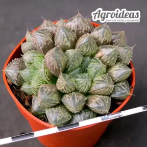 Haworthia cv. "Mirror Ball"
