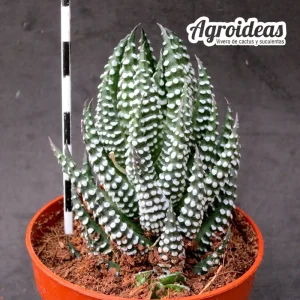 Haworthia reinwardtii var. brevicula