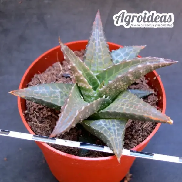 Haworthia tessellata fr. "Pofadder" - Imagen 2