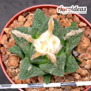 Ariocarpus fissuratus v. hintonii
