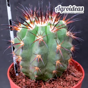 Copiapoa X echinoides