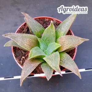 Haworthia "Cocodrile Rock"