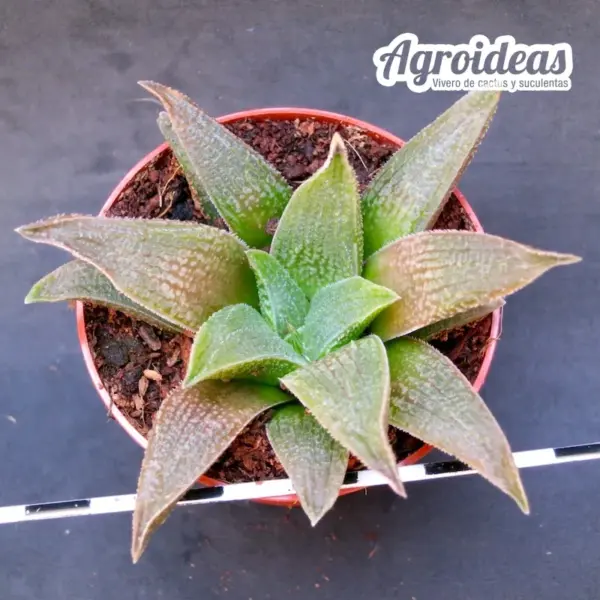 Haworthia "Cocodrile Rock"