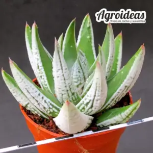 Haworthia pumila cv. "Emperor"