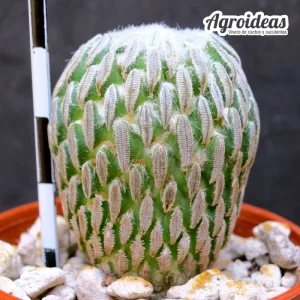Pelecyphora aselliformis