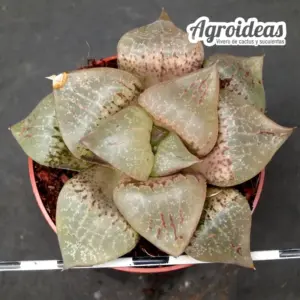 Haworthia comptoniana "South Willowmore"
