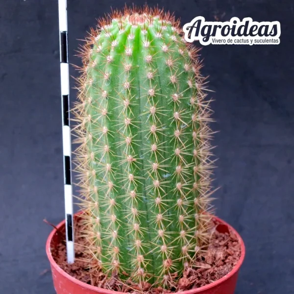 Hildewintera "A62" R.Autenrieth (Noller2 x Echinopsis) - Imagen 2