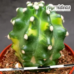 Echinocereus triglochidiatus inermis "variegata"