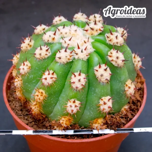 Trichocereus purpureopilosus X thelegonus M-Ø8,5cm - Imagen 2