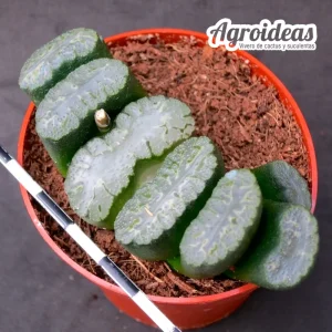 Haworthia truncata "Hakuun"