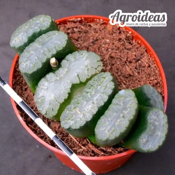 Haworthia truncata "Hakuun"