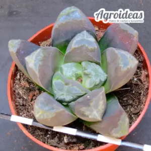 Haworthia "Agalia"