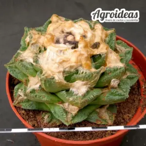 Ariocarpus fissuratus var. hintonii "fr. Cuatro Ciénegas" Ejemplar 13 años