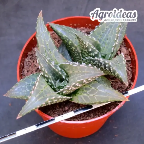 Haworthia tessellata "Neat" - Imagen 2