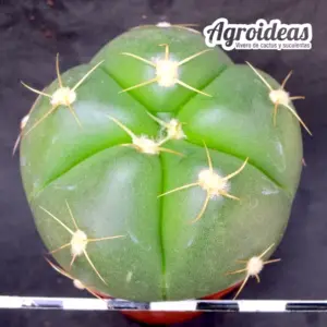 Gymnocalycium horstii