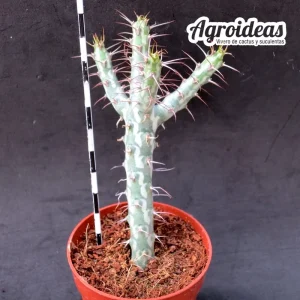Euphorbia horwoodii "Clon 2"