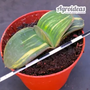 Gasteria híbrida «Variegata»