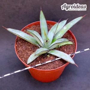 Agave "Royal Spine" M-13 cm