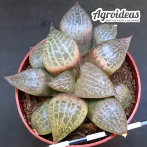 Haworthia comptoniana "Willowmore"
