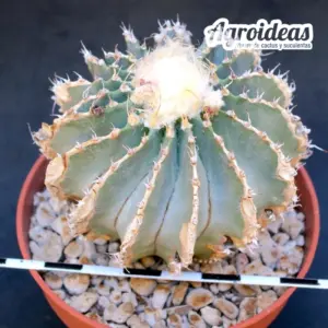 Geohintonia mexicana «Ejemplar 11 años»