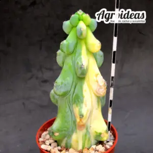 Myrtillocactus "fukurokuryuzinboku" Variegata