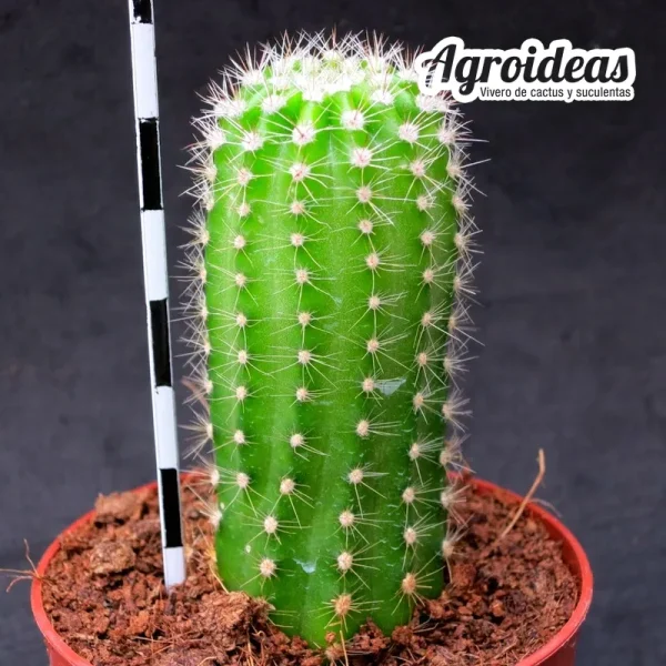 Echinopsis cv. Abrazos "Ex. Vicente Bueno" - Imagen 3