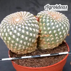 Sulcorebutia arenacea "Bicéfala"