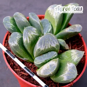 Haworthia truncata "East Bourne" Clon 2