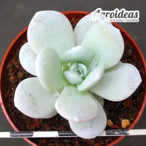 Echeveria lauii