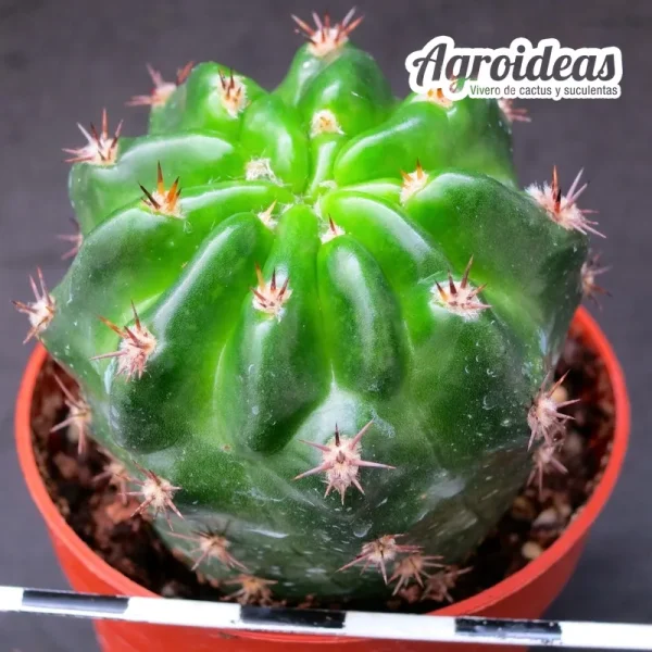 Lobivia híbrida "Tai 13821" - Imagen 2