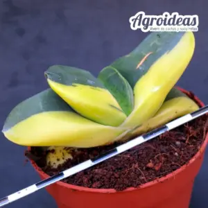 Gasteria híbrida «Variegata»