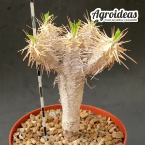 Euphorbia guillauminiana "Ejemplar M-13 cm"