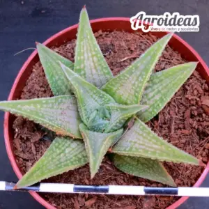 Haworthia koelmaniorum "Ex. Robin Fuller"