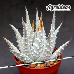 Haworthia pumila "Prima Donna" Ex. Agroideas