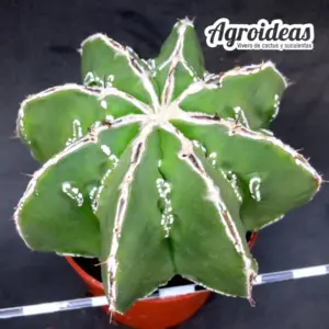 Astrophytum fukuryu & hakujo var. nudum
