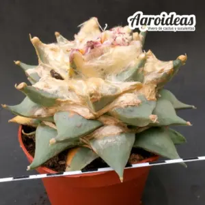 Ariocarpus furfuraceus "Ejemplar M-11 cm"