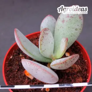Adromischus maculatus "LAV 28167"