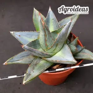 Agave pumila