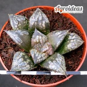 Haworthia "Shikinjyo"
