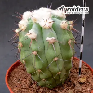 Copiapoa híbrida sp. "Ex. Agroideas" Ejemplar M-11 cm